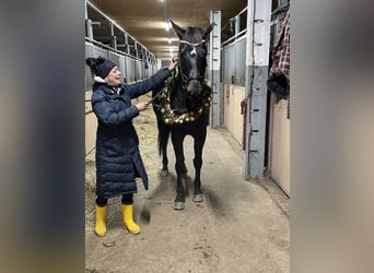 Deutsches Sportpferd, Stute, 8 Jahre, 166 cm, Schwarzbrauner