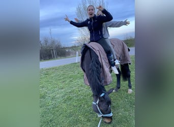 Deutsches Sportpferd, Stute, 8 Jahre, 166 cm, Schwarzbrauner