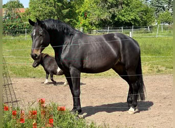 Deutsches Sportpferd, Stute, 8 Jahre, 166 cm, Schwarzbrauner