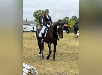 Deutsches Sportpferd, Stute, 8 Jahre, 166 cm, Schwarzbrauner