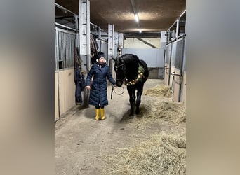 Deutsches Sportpferd, Stute, 8 Jahre, 166 cm, Schwarzbrauner