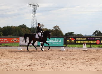 Deutsches Sportpferd, Stute, 8 Jahre, 167 cm, Brauner