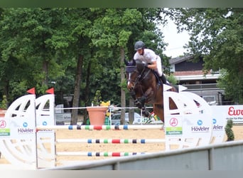 Deutsches Sportpferd, Stute, 8 Jahre, 167 cm, Brauner