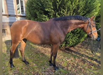 Deutsches Sportpferd, Stute, 8 Jahre, 167 cm, Brauner