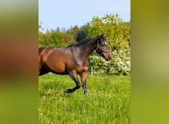Deutsches Sportpferd, Stute, 8 Jahre, 167 cm, Brauner