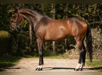 Deutsches Sportpferd, Stute, 8 Jahre, 167 cm, Dunkelbrauner