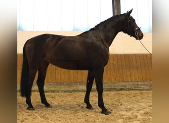 Deutsches Sportpferd, Stute, 8 Jahre, 167 cm, Dunkelbrauner