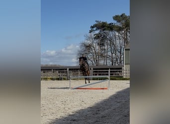 Deutsches Sportpferd, Stute, 8 Jahre, 167 cm, Dunkelbrauner