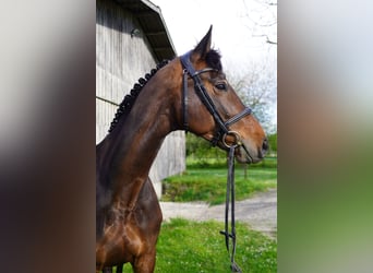 Deutsches Sportpferd, Stute, 8 Jahre, 167 cm, Dunkelbrauner