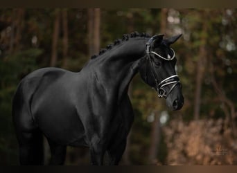 Deutsches Sportpferd, Stute, 8 Jahre, 167 cm, Rappe
