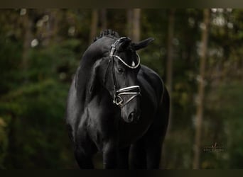 Deutsches Sportpferd, Stute, 8 Jahre, 167 cm, Rappe