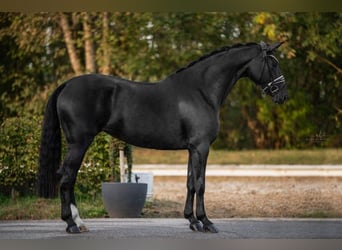 Deutsches Sportpferd, Stute, 8 Jahre, 167 cm, Rappe