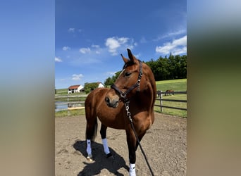 Deutsches Sportpferd, Stute, 8 Jahre, 168 cm, Brauner
