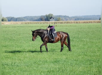 Deutsches Sportpferd, Stute, 8 Jahre, 168 cm, Brauner