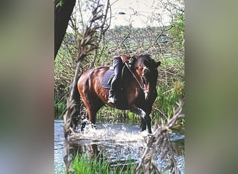 Deutsches Sportpferd, Stute, 8 Jahre, 168 cm, Brauner