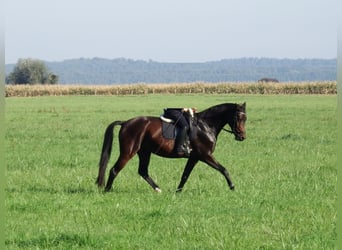 Deutsches Sportpferd, Stute, 8 Jahre, 168 cm, Brauner