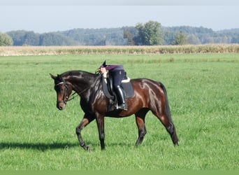 Deutsches Sportpferd, Stute, 8 Jahre, 168 cm, Brauner