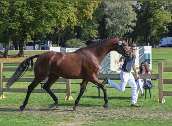 Deutsches Sportpferd, Stute, 8 Jahre, 168 cm, Brauner