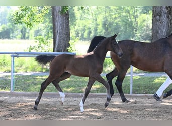 Deutsches Sportpferd, Stute, 8 Jahre, 168 cm, Brauner