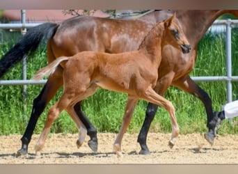 Deutsches Sportpferd, Stute, 8 Jahre, 168 cm, Brauner