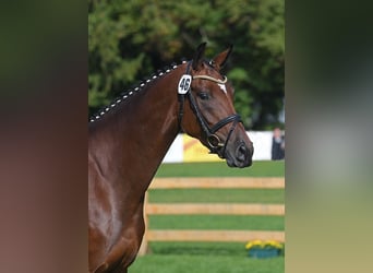 Deutsches Sportpferd, Stute, 8 Jahre, 168 cm, Brauner