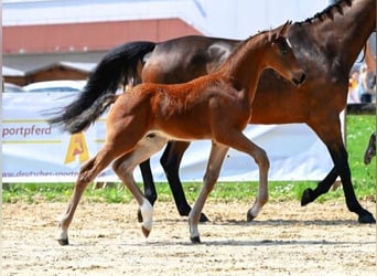 Deutsches Sportpferd, Stute, 8 Jahre, 168 cm, Brauner