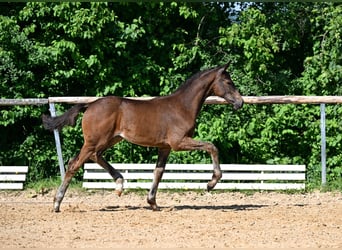 Deutsches Sportpferd, Stute, 8 Jahre, 168 cm, Brauner