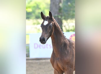 Deutsches Sportpferd, Stute, 8 Jahre, 168 cm, Brauner