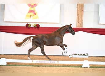 Deutsches Sportpferd, Stute, 8 Jahre, 168 cm, Brauner