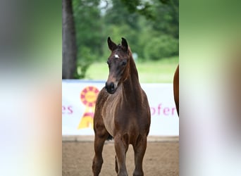 Deutsches Sportpferd, Stute, 8 Jahre, 168 cm, Brauner