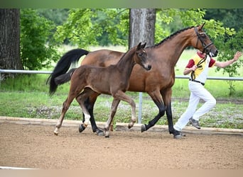 Deutsches Sportpferd, Stute, 8 Jahre, 168 cm, Brauner