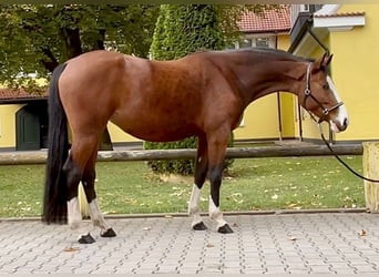 Deutsches Sportpferd, Stute, 8 Jahre, 168 cm, Brauner