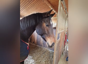 Deutsches Sportpferd, Stute, 8 Jahre, 168 cm, Dunkelbrauner