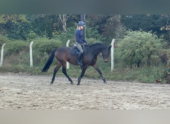 Deutsches Sportpferd, Stute, 8 Jahre, 168 cm, Dunkelbrauner