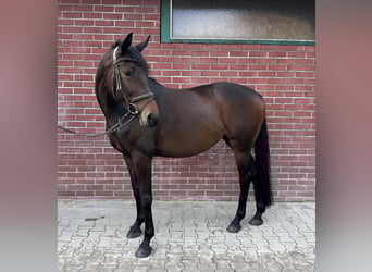Deutsches Sportpferd, Stute, 8 Jahre, 168 cm, Dunkelbrauner
