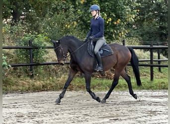 Deutsches Sportpferd, Stute, 8 Jahre, 168 cm, Dunkelbrauner