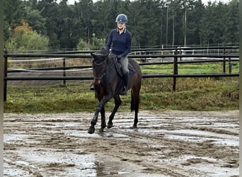 Deutsches Sportpferd, Stute, 8 Jahre, 168 cm, Dunkelbrauner