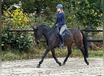 Deutsches Sportpferd, Stute, 8 Jahre, 168 cm, Dunkelbrauner
