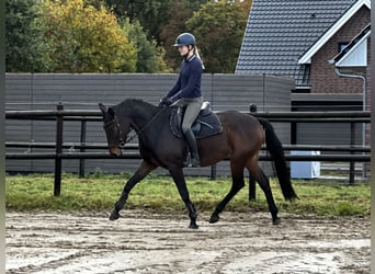 Deutsches Sportpferd, Stute, 8 Jahre, 168 cm, Dunkelbrauner