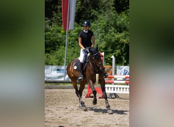 Deutsches Sportpferd, Stute, 8 Jahre, 168 cm, Dunkelbrauner