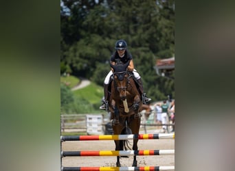 Deutsches Sportpferd, Stute, 8 Jahre, 168 cm, Dunkelbrauner