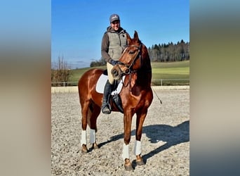 Deutsches Sportpferd, Stute, 8 Jahre, 168 cm, Dunkelfuchs