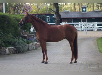 Deutsches Sportpferd, Stute, 8 Jahre, 168 cm, Fuchs