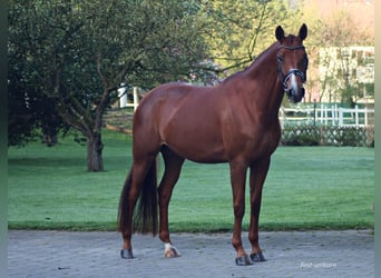 Deutsches Sportpferd, Stute, 8 Jahre, 168 cm, Fuchs