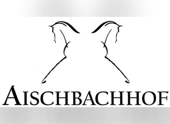 Deutsches Sportpferd, Stute, 8 Jahre, 168 cm, Rappe