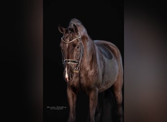 Deutsches Sportpferd, Stute, 8 Jahre, 168 cm, Rappe