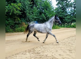Deutsches Sportpferd, Stute, 8 Jahre, 168 cm, Schimmel