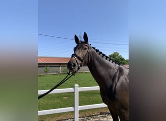 Deutsches Sportpferd, Stute, 8 Jahre, 169 cm, Brauner