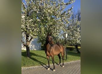 Deutsches Sportpferd, Stute, 8 Jahre, 169 cm, Brauner