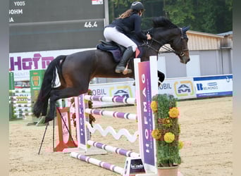 Deutsches Sportpferd, Stute, 8 Jahre, 169 cm, Schwarzbrauner